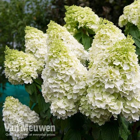Hydrangea Paniculata 'Magical Moonlight' 2 Hydrangea Paniculata 'Magical Moonlight' - Image 2