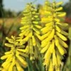 Red Hot Poker 'Lemon Popsicle'