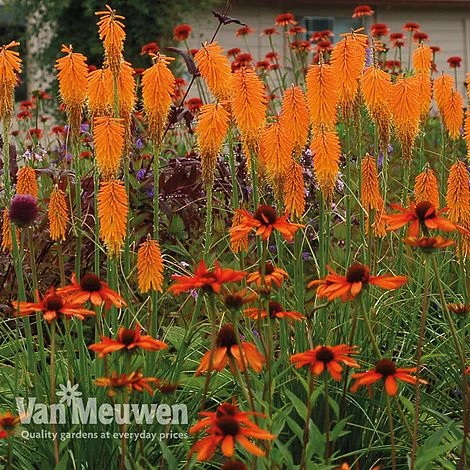 Red Hot Poker 'Mango Popsicle' 1 Red Hot Poker 'Mango Popsicle'