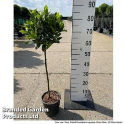 Bay Tree Standard 11 Bay Tree Standard -Bloomyard Flower Shop LAUR NOBILISTD S52051