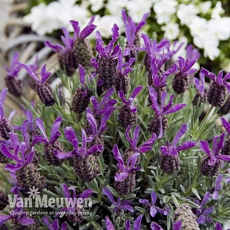 Lavender 'Devonshire Compact' 1 Lavender 'Devonshire Compact'