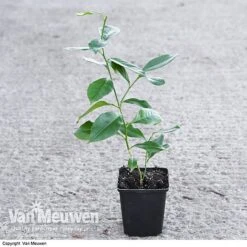 Fruit Meyer Lemon -Bloomyard Flower Shop LEMO 64680 VA