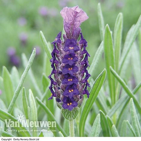 Lavender 'Devonshire Compact' 2 Lavender 'Devonshire Compact' - Image 2