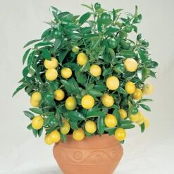 Citrus Tree Collection -Bloomyard Flower Shop Lemon