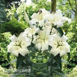 Lily 'Pretty Woman' -Bloomyard Flower Shop Lily Pretty Woman Visions LIB edit