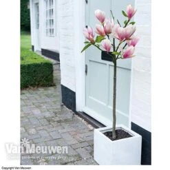 Magnolia 'Red Lucky' -Bloomyard Flower Shop MAGN 62569 B