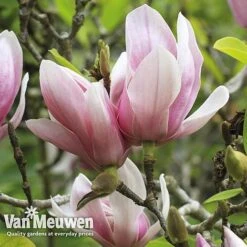 Magnolia 'Red Lucky' -Bloomyard Flower Shop MAGN V11821 E