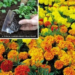 Marigold F1 'Zenith Mixed' 8 Marigold F1 'Zenith Mixed' -Bloomyard Flower Shop MARI V52661 A h