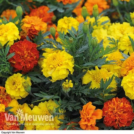 Marigold F1 'Zenith Mixed' 3 Marigold F1 'Zenith Mixed' - Image 3