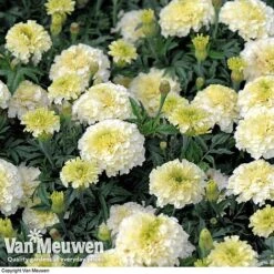 Marigold 'French Vanilla' (Garden Ready) 9 Marigold 'French Vanilla' (Garden Ready) -Bloomyard Flower Shop MARI V58417 D
