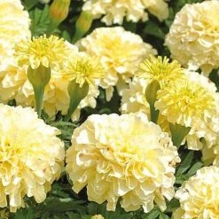 Marigold 'French Vanilla' (Garden Ready) 11 Marigold 'French Vanilla' (Garden Ready) -Bloomyard Flower Shop MARI V58417 NOW1
