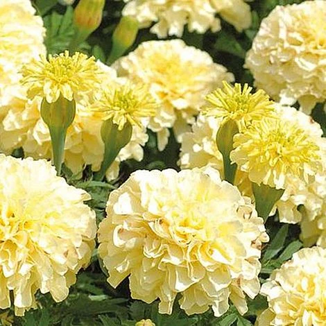 Marigold 'French Vanilla' (Garden Ready) 6 Marigold 'French Vanilla' (Garden Ready) - Image 6
