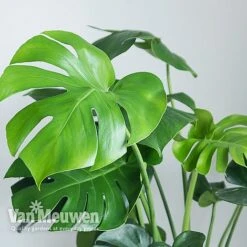 Monstera Deliciosa (House Plant) -Bloomyard Flower Shop MONS VKA2925 B
