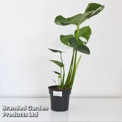 Monstera Deliciosa (House Plant) -Bloomyard Flower Shop MONS DELIC17CM T43809
