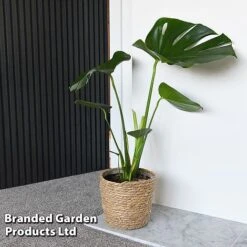 Monstera Deliciosa (House Plant) -Bloomyard Flower Shop MONS DELICIOSA T43810