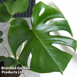 Monstera Deliciosa (House Plant) -Bloomyard Flower Shop MONS DELICIOSA T43812