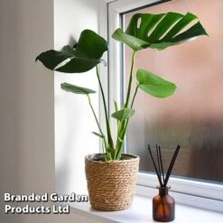 Monstera Deliciosa (House Plant) -Bloomyard Flower Shop MONS DELICIOSA T43814