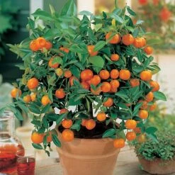 Citrus Tree Collection -Bloomyard Flower Shop Orange