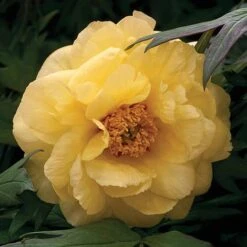 Tree Peony 'Hai Huang'