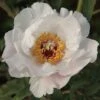 Tree Peony 'Feng Dan Bai' (White Phoenix)