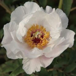 Tree Peony 'Feng Dan Bai' (White Phoenix)