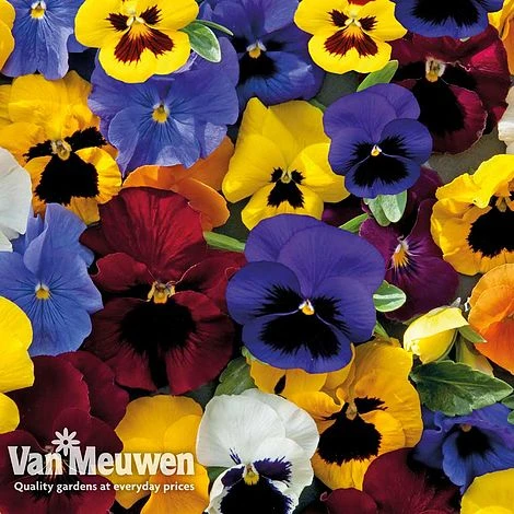 Pansy 'Universal Mixed' F1 Hybrid 2 Pansy 'Universal Mixed' F1 Hybrid - Image 2