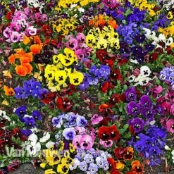 Pansy 'Universal Mixed' F1 Hybrid 7 Pansy 'Universal Mixed' F1 Hybrid -Bloomyard Flower Shop PANS 68090 A