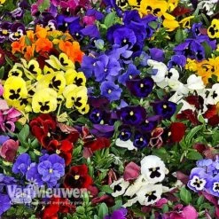 Pansy 'Universal Mixed' F1 Hybrid 8 Pansy 'Universal Mixed' F1 Hybrid -Bloomyard Flower Shop PANS 68090 B