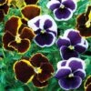 Pansy 'Eclipse' Collection