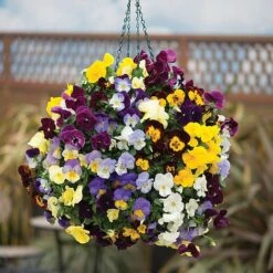 Pansy Cool Wave -Bloomyard Flower Shop PANS VKA1191 C