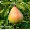 Pear 'Doyenne Du Comice' (Mini Fruit Tree)