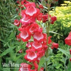 Penstemon 'Ice Cream Collection' 15 Penstemon 'Ice Cream Collection' -Bloomyard Flower Shop PENS V18183 A1