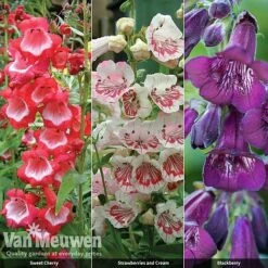Penstemon 'Ice Cream Collection' 14 Penstemon 'Ice Cream Collection' -Bloomyard Flower Shop PENS V48836 A