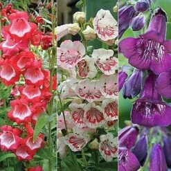 Penstemon 'Ice Cream Collection' 19 Penstemon 'Ice Cream Collection' -Bloomyard Flower Shop PENS V48836 NOW1
