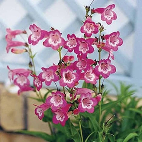 Penstemon 'Kilimanjaro' 1 Penstemon 'Kilimanjaro'