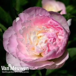 Peony Collection -Bloomyard Flower Shop PEO V73269 C
