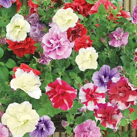 Petunia (Trailing) Trade Bedding Pack 1 Petunia (Trailing) Trade Bedding Pack