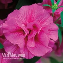 Petunia 'Frills & Spills™ Mixed' -Bloomyard Flower Shop PETU VKA1199 F