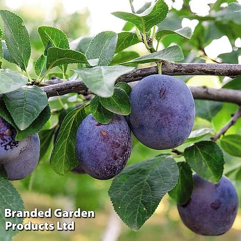 Plum Black Amber (Mini Fruit Tree) 1 Plum Black Amber (Mini Fruit Tree)