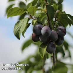 Plum Black Amber (Mini Fruit Tree) 7 Plum Black Amber (Mini Fruit Tree) -Bloomyard Flower Shop PLUM T10632 C