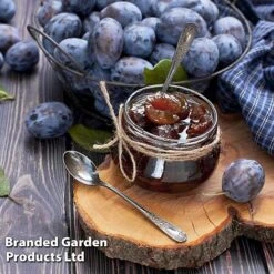 Plum Black Amber (Mini Fruit Tree) 8 Plum Black Amber (Mini Fruit Tree) -Bloomyard Flower Shop PLUM T10632 D