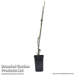 Plum Black Amber (Mini Fruit Tree) 9 Plum Black Amber (Mini Fruit Tree) -Bloomyard Flower Shop PLUM T10632 E