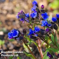 Pulmonaria 'Blue Ensign' -Bloomyard Flower Shop PULM T62252 C