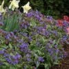 Pulmonaria 'Trevi Fountain'