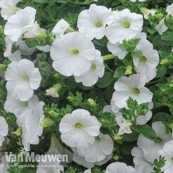 Petunia 'Surfinia' Pre-Planted Basket -Bloomyard Flower Shop Petunia Surfinia White TMHF 8