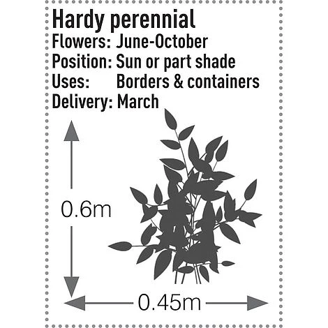 Rudbeckia Fulgida 'Early Bird Gold' 2 Rudbeckia Fulgida 'Early Bird Gold' - Image 2
