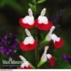 Salvia 'Hot Lips'