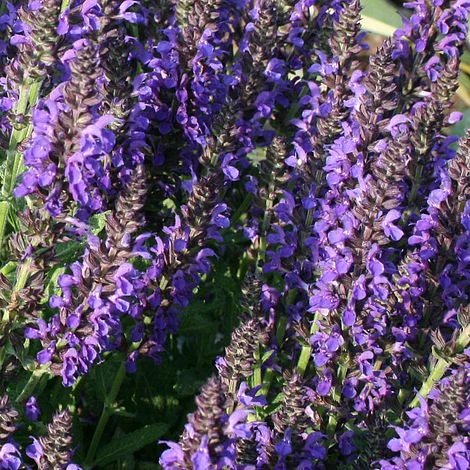 Salvia Nemorosa 'Marcus' 1 Salvia Nemorosa 'Marcus'