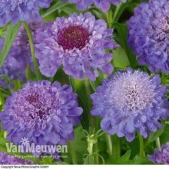 Scabious 'Blue Note' -Bloomyard Flower Shop SCAB V11581 B1