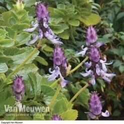 Bloomyard Flower Shop -Bloomyard Flower Shop SCAR VKA0115 B